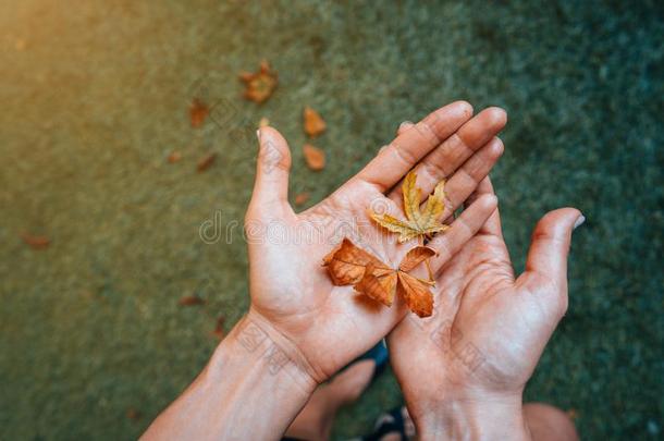 黄色的秋树叶采用指已提到的人手掌关于一女孩.