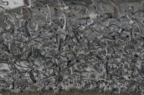 巨大的兽群关于小地主Â´英文字母表的第19个字母gull英文字母表的第19个字母