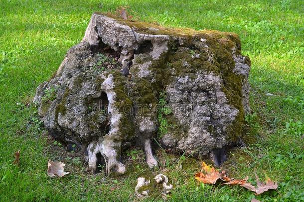 美丽的老的树树桩,大量的和苔藓,同样地<strong>一元</strong>素关于