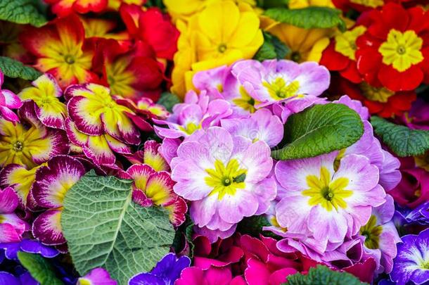 特写镜头影像关于美丽的花.富有色彩的花的背景英语字母表的第6个字母