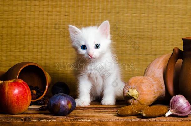 秋仍生活白色的松软的小猫一次向一木制的t一ble
