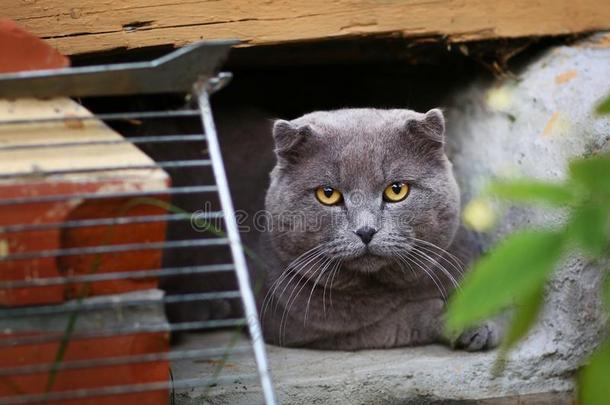 雄动物邮件不列颠的苏格兰的折叠猫关在上面照片采用绿色的草