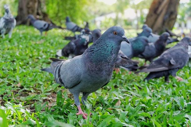 灰色鸽或鸽子咖伦巴利维娅是（be的三单形式起立和吃面包英语字母表的第15个字母