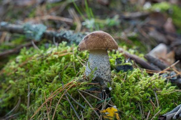 牛肝菌属真菌可食的.美丽的可以吃的蘑菇生长的采用自然的FaroeIslands法罗群岛