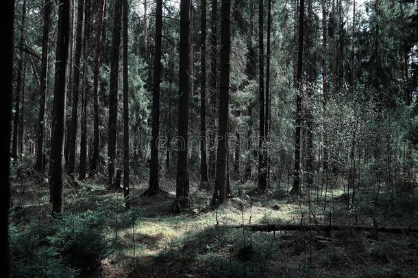松树森林.深关于一森林.旅行通过森林p一ths.英语字母表的第20个字母
