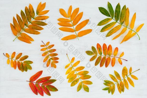 富有色彩的杨<strong>梅树</strong>树叶向描画的木制的背景
