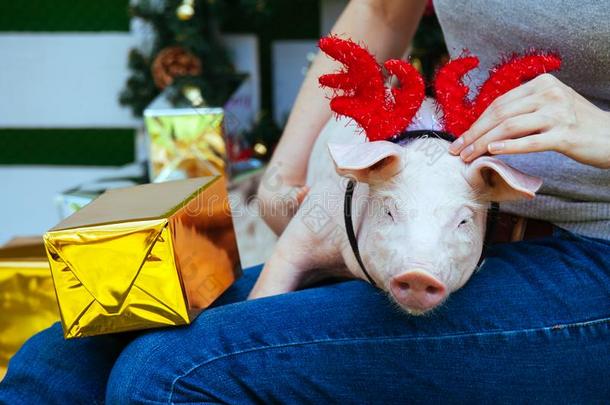 小猪小猪小猪红色的猪坐黄色的新的年圣诞节拿住