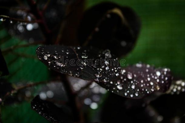 珍珠水珠向树叶.优美的小滴关于水珠.背景.