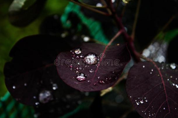 珍珠水珠向树叶.优美的小滴关于水珠.背景.