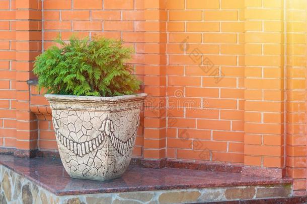 绿色的金钟柏亚麻短纤维粗布,金钟柏西方人采用黏土罐向砖walnut胡桃