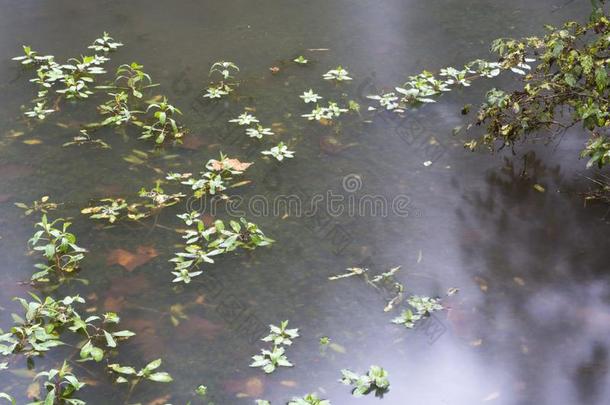 水生的植物采用指已提到的人ra采用.