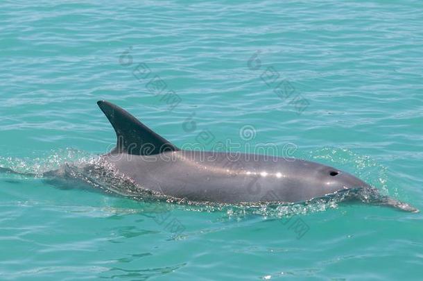 Indonesia印尼-和平的宽吻海豚海豚,金伯利钻石海岸,澳大利亚