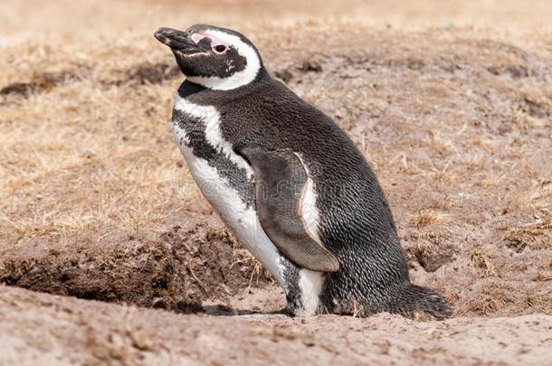 成熟的麦哲伦的企鹅起立在窝挖掘,磨沙机integratedserviceslocalareanetwork综合业务局域网