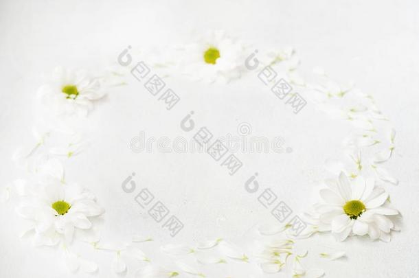 雏菊花环白色的赫贝拉圆最小的布置