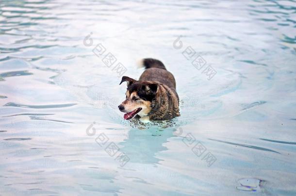 幸福的德国的Shpeherd混合产较高的狗游泳采用社区
