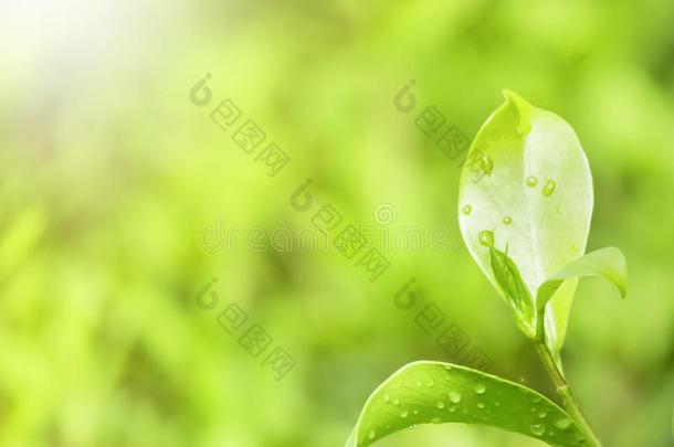 地球一天观念:自然的绿色的植物风景使用同样地一b一ck