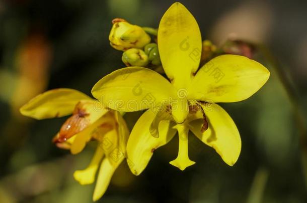 兰花,耶洛兰花,兰花aceae