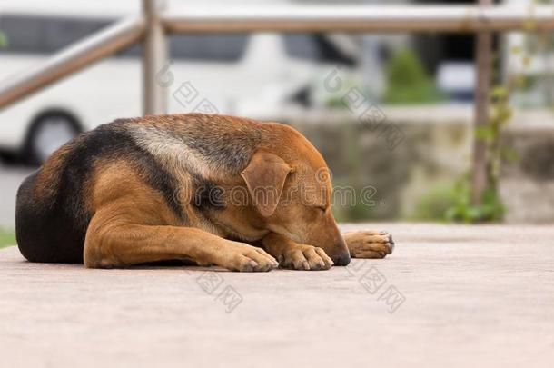 单独的ThaiAirwaysInternati向al泰航国际棕色的狗是（be的三单形式睡眠向大街.