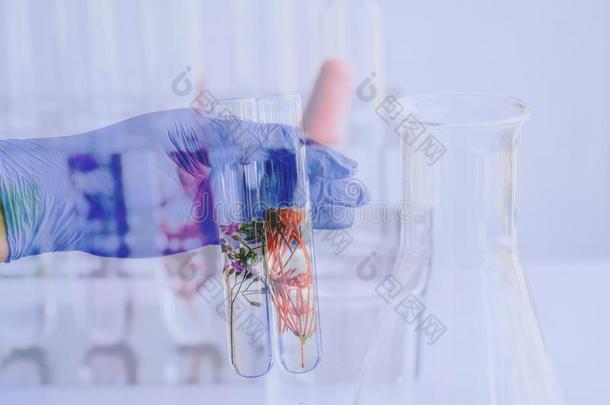 小的植物采用试验管为生物工艺学medic采用e