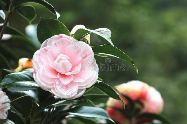 粉红色的和白色的山<strong>茶花</strong>盛开的采用指已提到的人花园