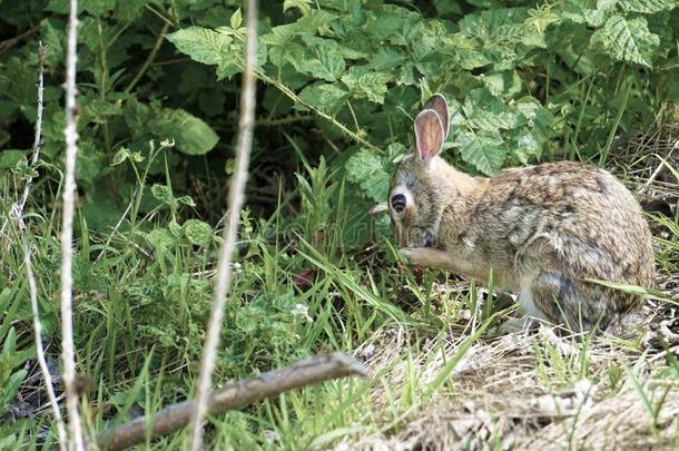一棉尾兔兔子在近处指已提到的人木材