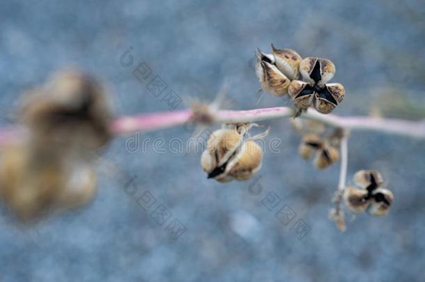 干的干燥的种子荚向茎关于植物采用莫哈韦沙漠沙漠