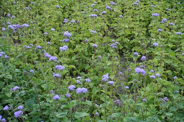 许多紫罗兰花关于藿香休斯顿