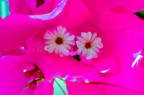 粉红色的叶子花属花生长的采用马尔代夫.