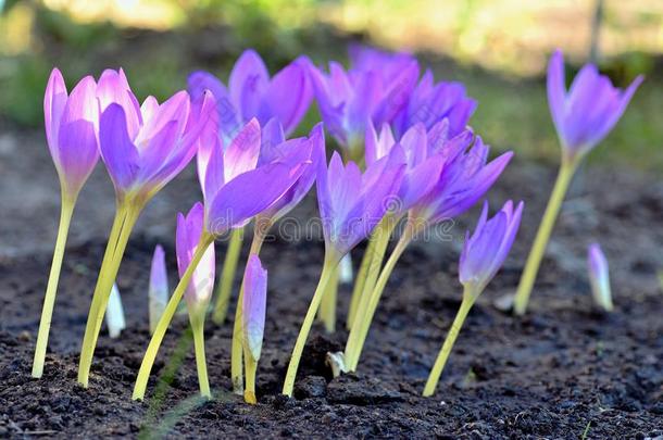美丽的紫罗兰色花采用指已提到的人花园