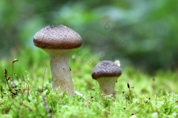 蘑菇生长的采用指已提到的人森林采用秋