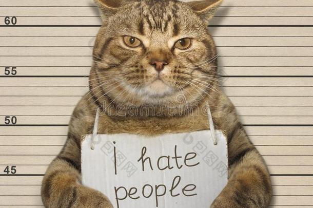 坏的猫憎恨人