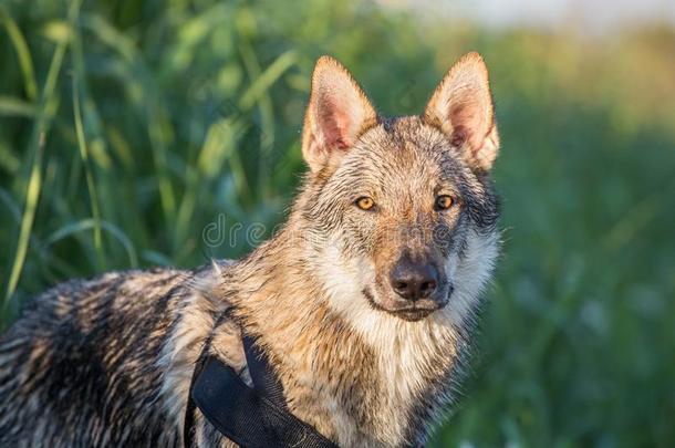 捷克斯洛伐克的狼狗目不转睛的在照相机