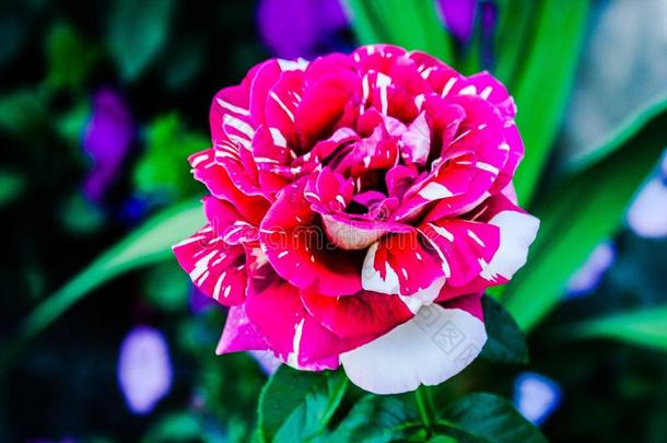 一小的粉红色的直觉玫瑰