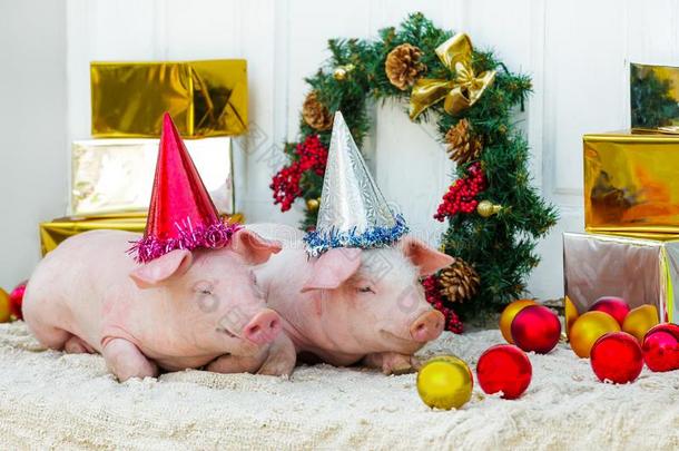 小猪小猪小猪红色的猪坐黄色的新的年圣诞节拿住