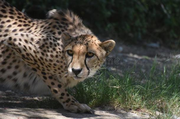 注意的谨慎的非洲猎豹猫采用一紧的屈膝