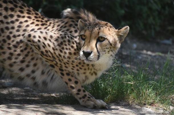 耀眼的非洲猎豹平静<strong>地</strong>观察指已提到的人运动关于被捕食的动物