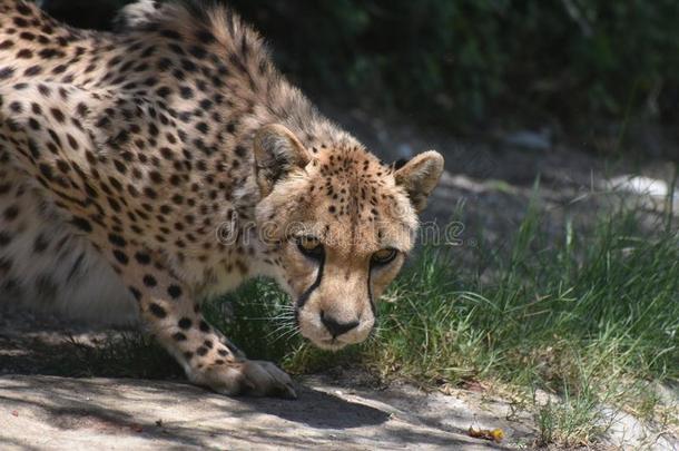 有斑点的非洲猎豹猫采用一紧的屈膝向一岩石