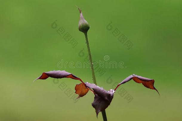 蔷薇花蕾后的雨