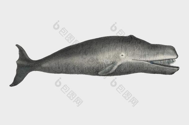 弓头鲸原始的古老的洋海的哺乳动物<strong>手绘</strong>英文字母表的第19个字母