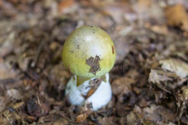 伞形毒菌法洛德,年幼的飞蘑菇绿色的,极端的有毒的真菌