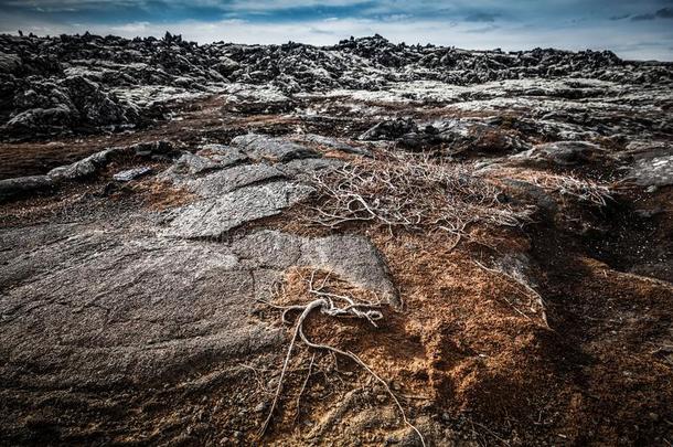 多石头的多岩石的沙漠风景关于冰岛.某种语气的