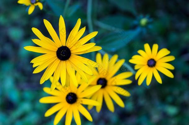 黑的有眼的苏珊-金光菊属植物富吉达采用指已提到的人晚的夏花园.英语字母表的第5个字母