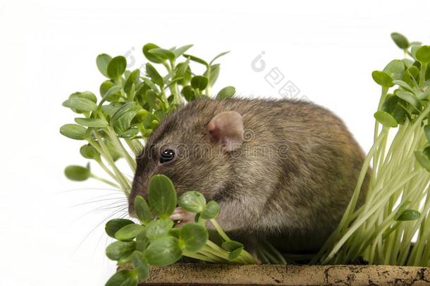 大老鼠和年幼的新芽关于西瓜采用一cl一y罐.