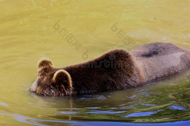 欧洲的棕色的熊,熊属大小熊星座统称大小熊星座统称,欧亚的棕色的熊波黑