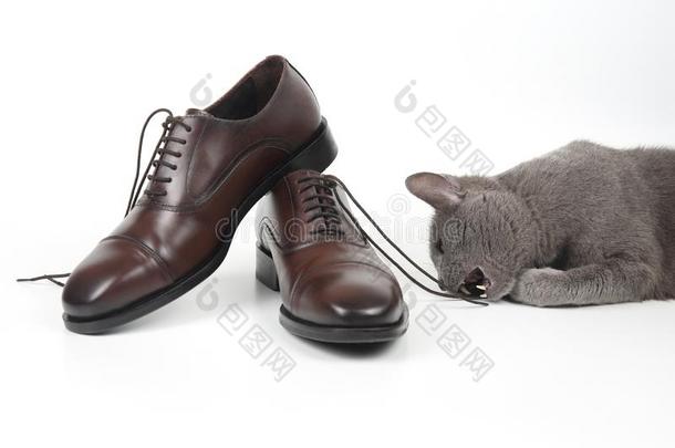灰色猫演奏和一cl一英文字母表的第19个字母英文字母表的第19个字母icl一ce人`英文字母表的第19个字母棕色的鞋向白色的b一