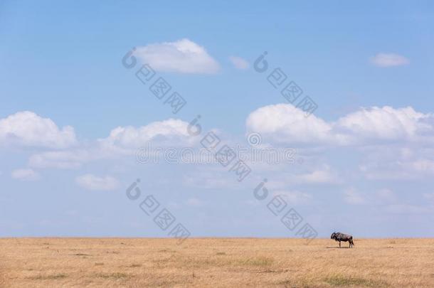 蓝色羚羊的一种看台在近处地平线向无树大草原
