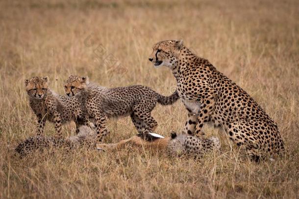 非洲猎豹和幼小的兽吃死去的胸腺素瞪羚