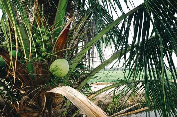 椰子树在下面热的和煦的：照到阳光的一天被环绕着的在旁边稻田