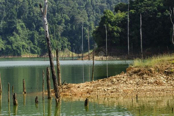 热带的雨林风景关于王国的贝鲁姆国家公园坐落的