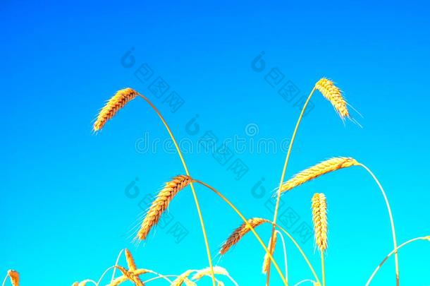 小麦<strong>穗</strong>状花序采用一whe一t田一g一采用st指已提到的人天